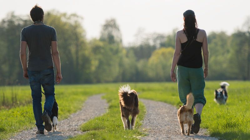 Frau und Mann gehen mit Hunden spazieren 