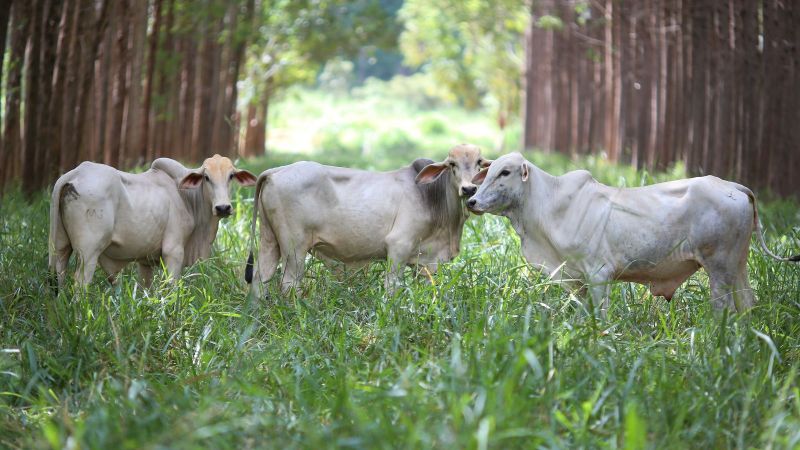 Drei Rinder in hohem Gras vor Bäumen